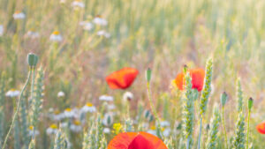 Lipiec 2025: Nowa faza cyklu – czego spodziewać się w gospodarce w drugiej połowie 2025 roku?